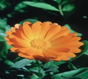 FES Calendula (Ringelblume) FES Calendula (Ringelblume)