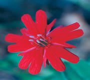 FES Indian Pink (kalif. Leimkraut) FES Indian Pink (kalif. Leimkraut)