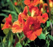 FES Nasturtium (Kapuzinerkresse)