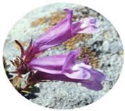 FES Penstemon (Bartfaden) FES Penstemon (Bartfaden)