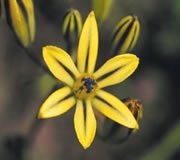 FES Pretty Face (Schöngesicht)