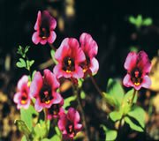 FES Purple Monkeyflower (Purpur-Gauklerblume)
