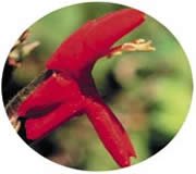 FES Scarlet Monkeyflower (rote Gauklerblume) FES Scarlet Monkeyflower (rote Gauklerblume)