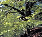 Healing Herbs 03 Beech (Rotbuche) Healing Herbs 03 Beech (Rotbuche)