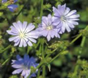 Healing Herbs 08 Chicory (Wegwarte, Zichorie)
