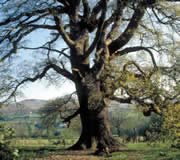 Healing Herbs 22 Oak (Eiche)