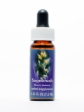 FES Sagebrush (dreizähniger Beifuß)