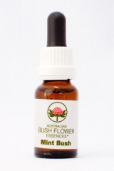 AUB Mint Bush