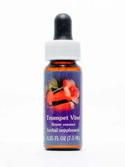 FES Trumpet Vine (Trompetenblume)