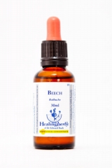 Healing Herbs 03 Beech (Rotbuche)